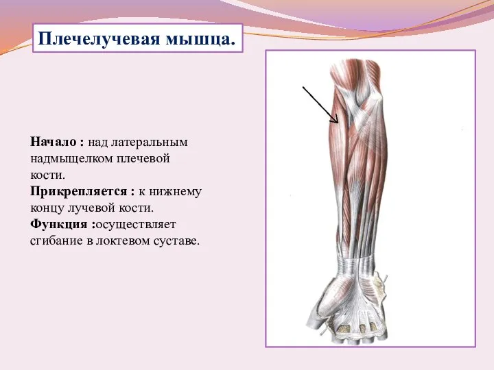 Начало : над латеральным надмыщелком плечевой кости. Прикрепляется : к нижнему концу