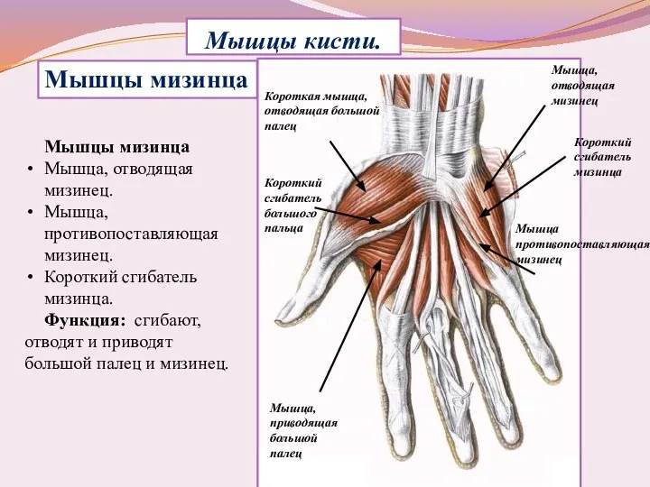 Мышцы кисти. Мышцы мизинца Мышца, отводящая мизинец. Мышца, противопоставляющая мизинец. Короткий сгибатель