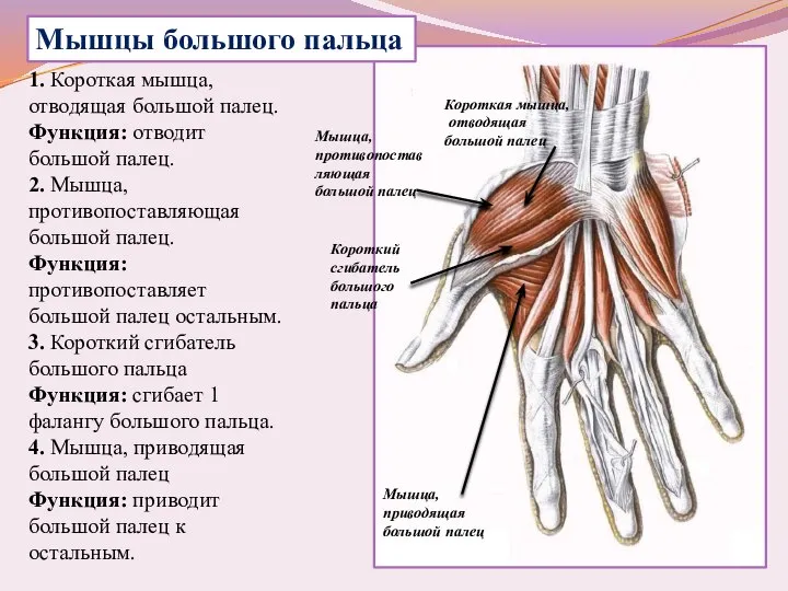 Короткая мышца, отводящая большой палец Короткий сгибатель большого пальца Мышца, приводящая большой