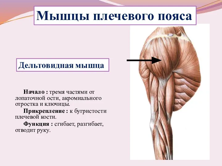 Начало : тремя частями от лопаточной ости, акромиального отростка и ключицы. Прикрепление