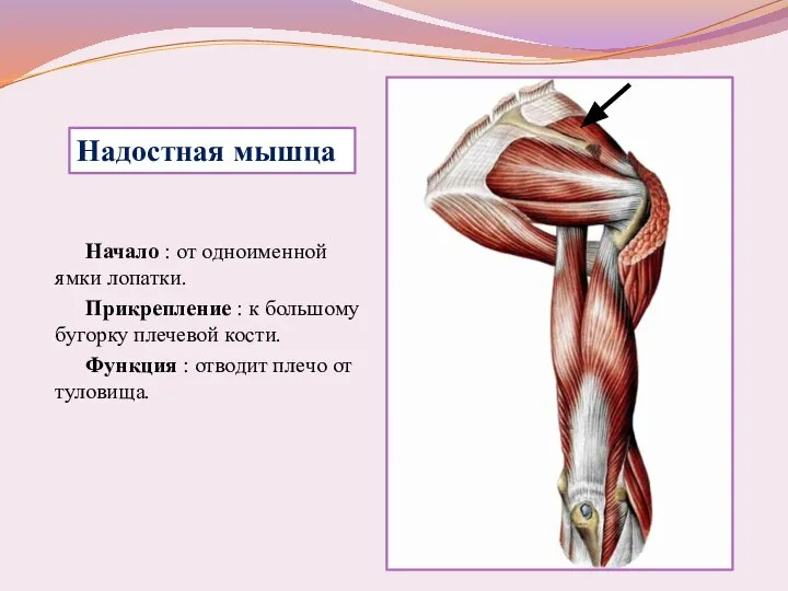 Начало : от одноименной ямки лопатки. Прикрепление : к большому бугорку плечевой