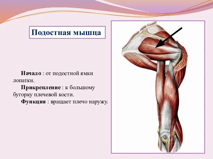 Начало : от подостной ямки лопатки. Прикрепление : к большому бугорку плечевой