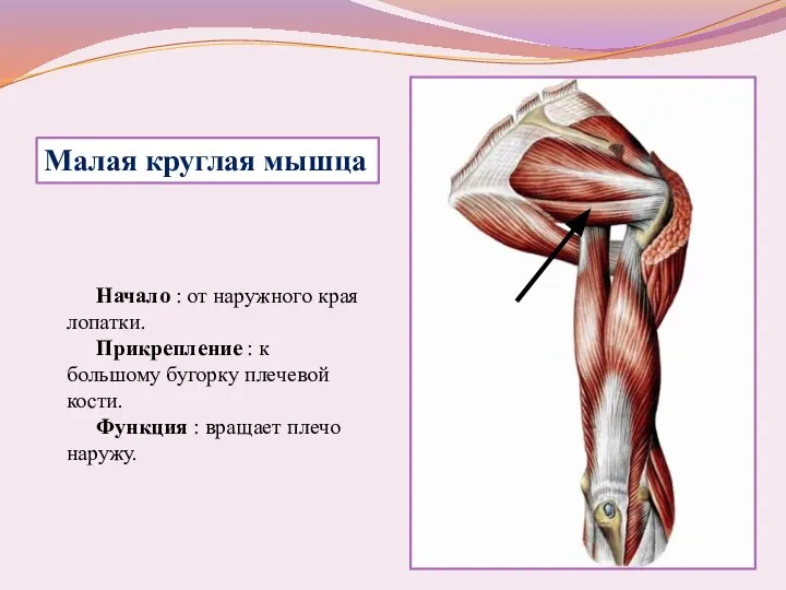 Начало : от наружного края лопатки. Прикрепление : к большому бугорку плечевой