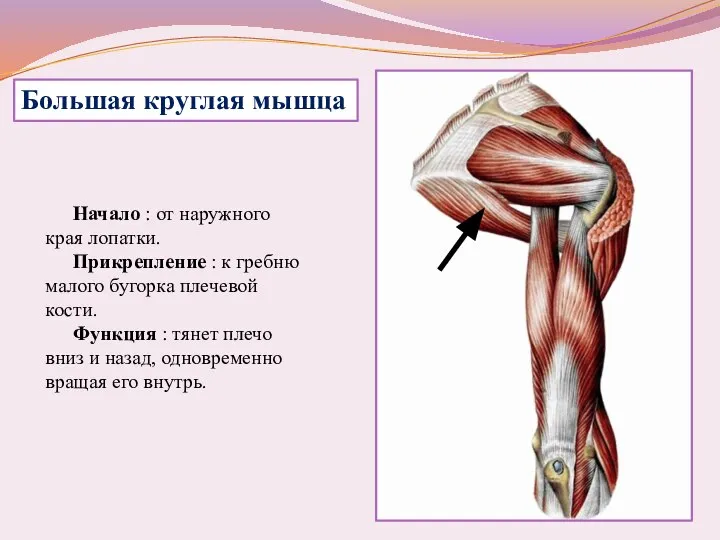 Начало : от наружного края лопатки. Прикрепление : к гребню малого бугорка