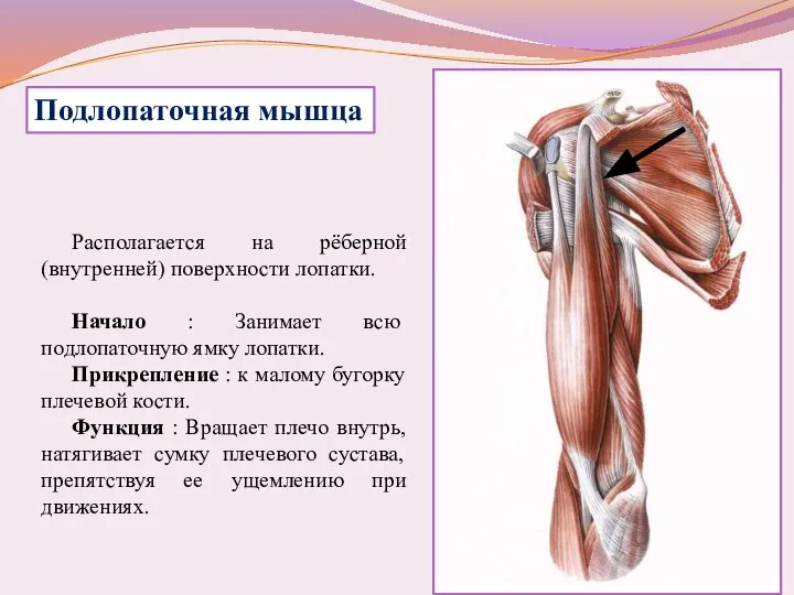 Располагается на рёберной (внутренней) поверхности лопатки. Начало : Занимает всю подлопаточную ямку