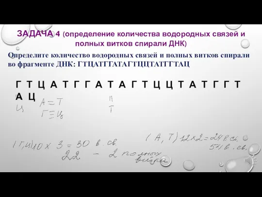 ЗАДАЧА 4 (определение количества водородных связей и полных витков спирали ДНК) Определите