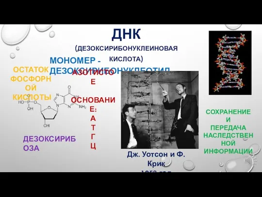 ДНК (ДЕЗОКСИРИБОНУКЛЕИНОВАЯ КИСЛОТА) МОНОМЕР - ДЕЗОКСИРИБОНУКЛЕОТИД ДЕЗОКСИРИБОЗА ОСТАТОК ФОСФОРНОЙ КИСЛОТЫ АЗОТИСТОЕ ОСНОВАНИЕ: