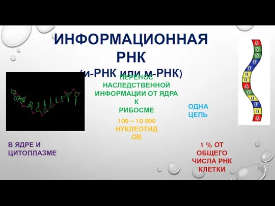 ИНФОРМАЦИОННАЯ РНК (и-РНК или м-РНК) В ЯДРЕ И ЦИТОПЛАЗМЕ ПЕРЕНОС НАСЛЕДСТВЕННОЙ ИНФОРМАЦИИ