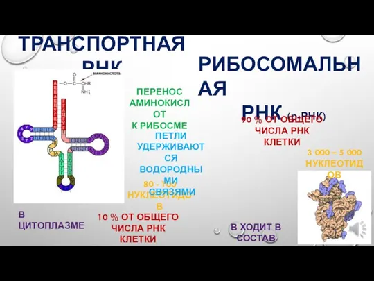 ТРАНСПОРТНАЯ РНК (т-РНК) В ЦИТОПЛАЗМЕ ПЕРЕНОС АМИНОКИСЛОТ К РИБОСМЕ 80 - 100