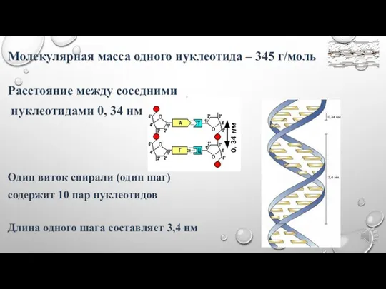 Молекулярная масса одного нуклеотида – 345 г/моль Расстояние между соседними нуклеотидами 0,