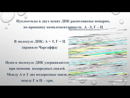 Нуклеотиды в двух цепях ДНК расположены попарно, по принципу комплементарности. А –Т,