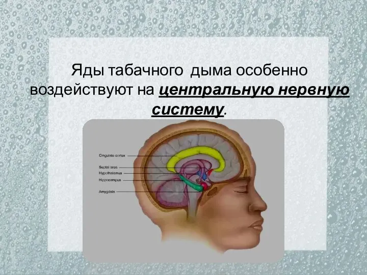 Яды табачного дыма особенно воздействуют на центральную нервную систему.