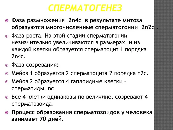 СПЕРМАТОГЕНЕЗ Фаза размножения 2n4c в результате митоза образуются многочисленные сперматогонии 2n2c .