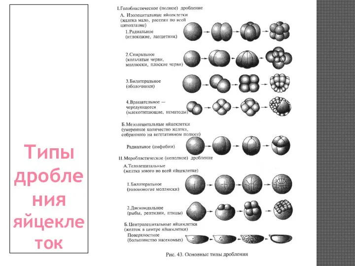 Типы дробления яйцеклеток