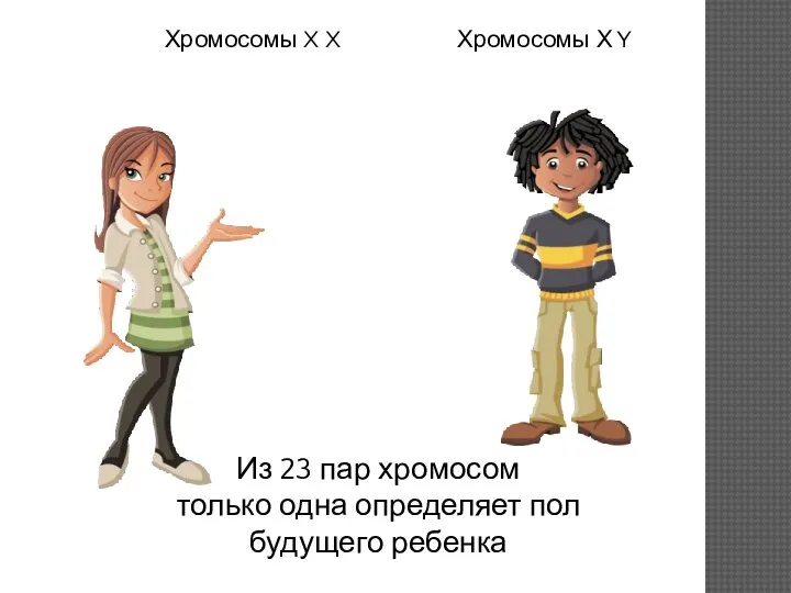 Из 23 пар хромосом только одна определяет пол будущего ребенка Хромосомы Х Y Хромосомы X X