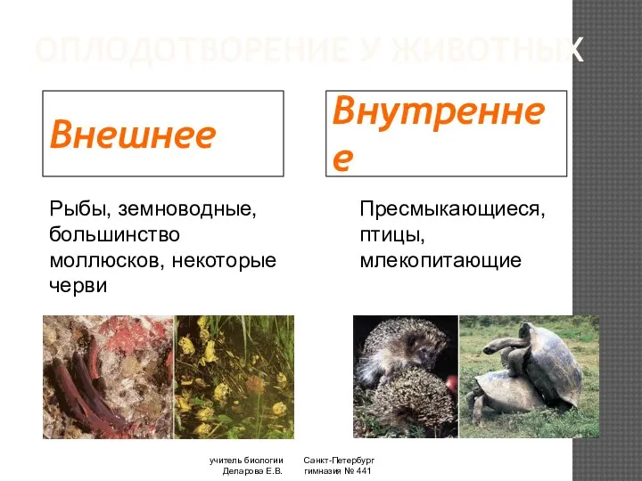 Санкт-Петербург гимназия № 441 учитель биологии Деларова Е.В. ОПЛОДОТВОРЕНИЕ У ЖИВОТНЫХ Внешнее