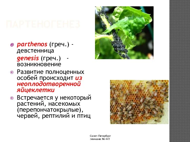 Санкт-Петербург гимназия № 441 ПАРТЕНОГЕНЕЗ parthenos (греч.) - девстенница genesis (греч.) -