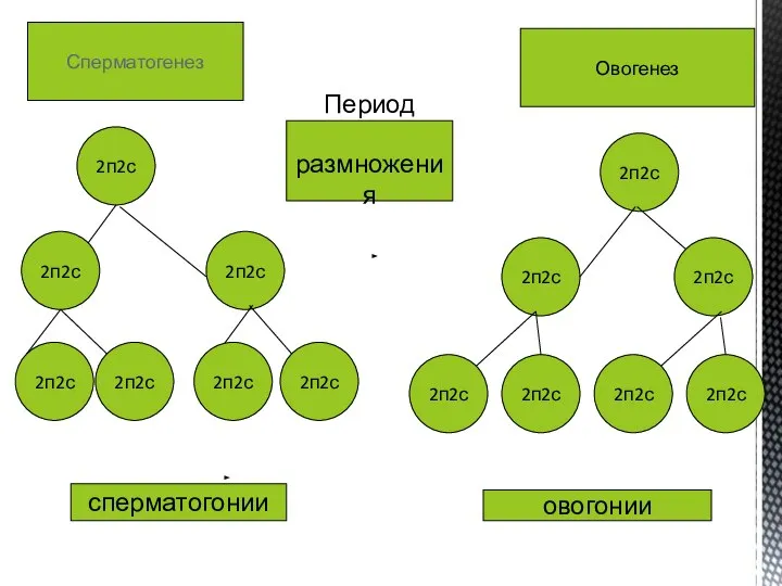 Период размножения Сперматогенез 2п2с 2п2с 2п2с 2п2с 2п2с 2п2с 2п2с Овогенез 2п2с