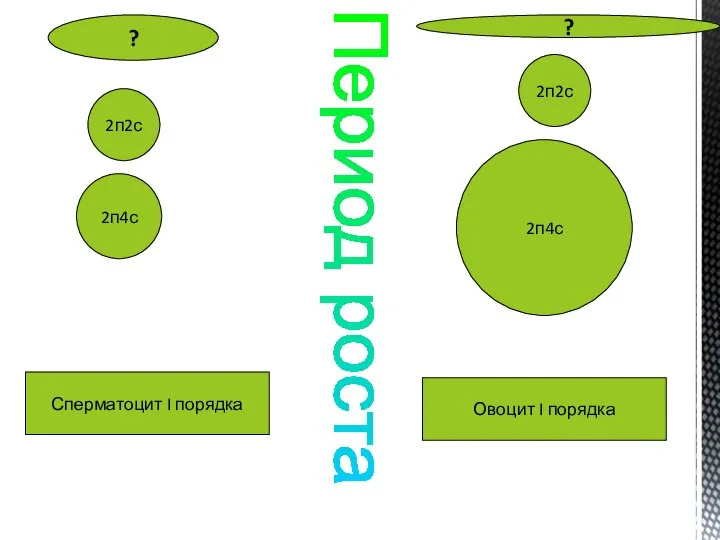 Период роста 2п2с 2п2с Сперматоцит I порядка Овоцит I порядка 2п4с 2п4с ? ?