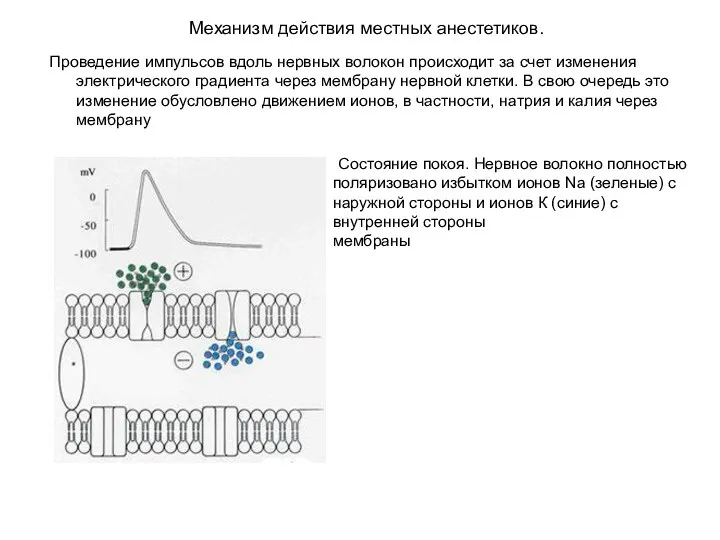 Механизм действия местных анестетиков. Проведение импульсов вдоль нервных волокон происходит за счет