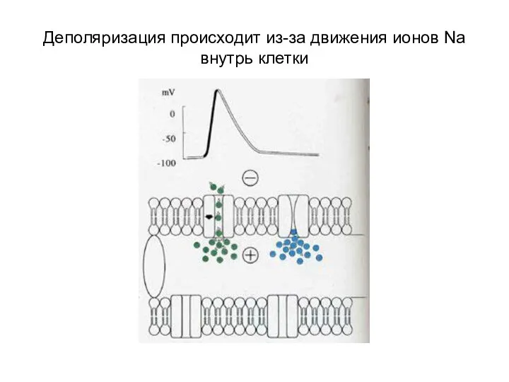 Деполяризация происходит из-за движения ионов Na внутрь клетки