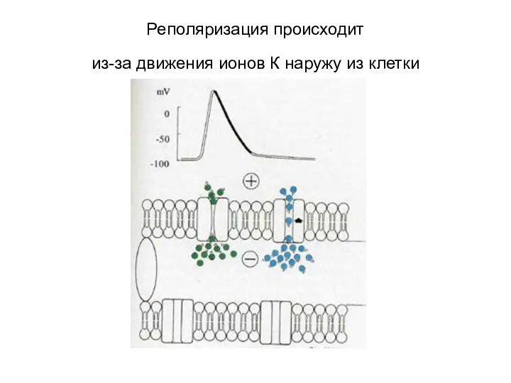 Реполяризация происходит из-за движения ионов К наружу из клетки