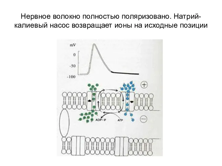 Нервное волокно полностью поляризовано. Натрий-калиевый насос возвращает ионы на исходные позиции