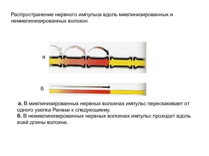 а. В миелинизированных нервных волокнах импульс перескакивает от одного узелка Ранвье к