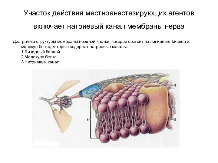 Участок действия местноанестезирующих агентов включает натриевый канал мембраны нерва Диаграмма структуры мембраны