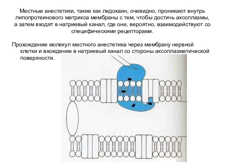 Местные анестетики, такие как лидокаин, очевидно, проникают внутрь липопротеинового матрикса мембраны с