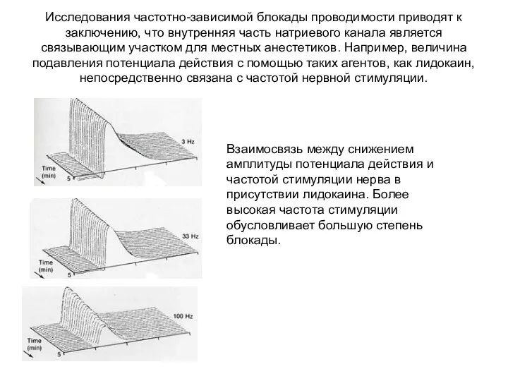 Исследования частотно-зависимой блокады проводимости приводят к заключению, что внутренняя часть натриевого канала