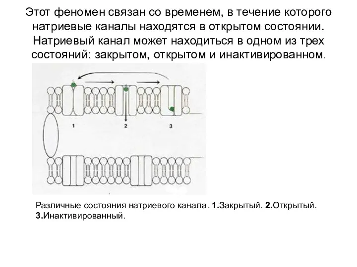 Этот феномен связан со временем, в течение которого натриевые каналы находятся в