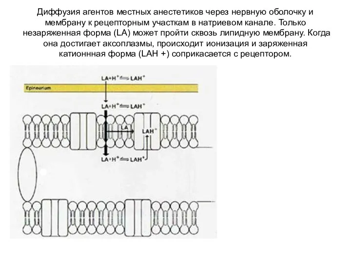 Диффузия агентов местных анестетиков через нервную оболочку и мембрану к рецепторным участкам