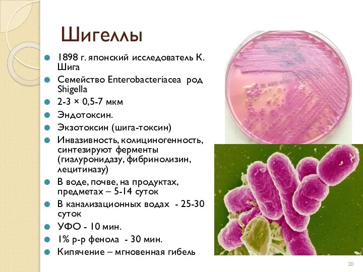 Шигеллы 1898 г. японский исследователь К.Шига Семейство Enterobacteriacea род Shigella 2-3 ×