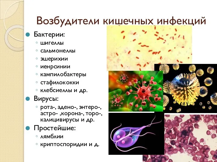 Возбудители кишечных инфекций Бактерии: шигеллы сальмонеллы эшерихии иенрсинии кампилобактеры стафилококки клебсиеллы и