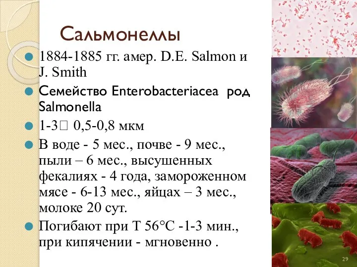 Сальмонеллы 1884-1885 гг. амер. D.E. Salmon и J. Smith Семейство Enterobacteriacea род