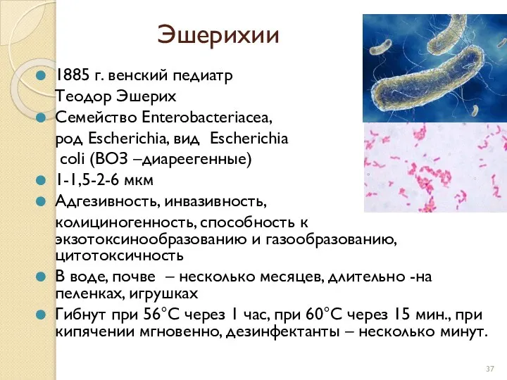 Эшерихии 1885 г. венский педиатр Теодор Эшерих Семейство Enterobacteriacea, род Escherichia, вид