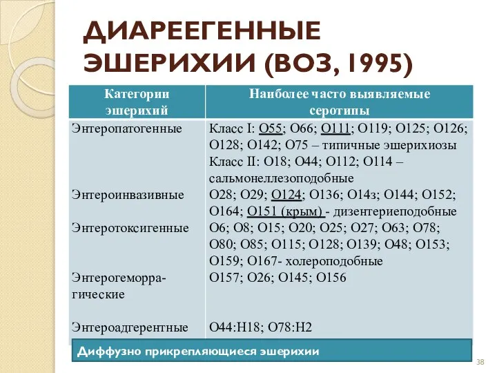 ДИАРЕЕГЕННЫЕ ЭШЕРИХИИ (ВОЗ, 1995) Диффузно прикрепляющиеся эшерихии