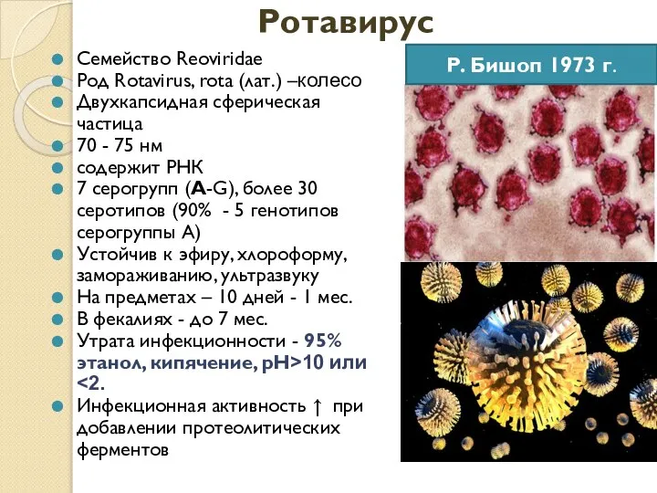 Ротавирус Семейство Reoviridae Род Rotavirus, rota (лат.) –колесо Двухкапсидная сферическая частица 70