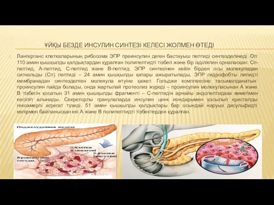 ҰЙҚЫ БЕЗДЕ ИНСУЛИН СИНТЕЗІ КЕЛЕСІ ЖОЛМЕН ӨТЕДІ Лангерганс клеткаларының рибосома ЭПР преинсулин