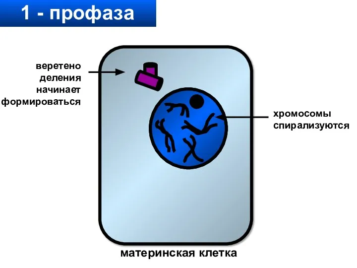 1 - профаза хромосомы спирализуются веретено деления начинает формироваться материнская клетка