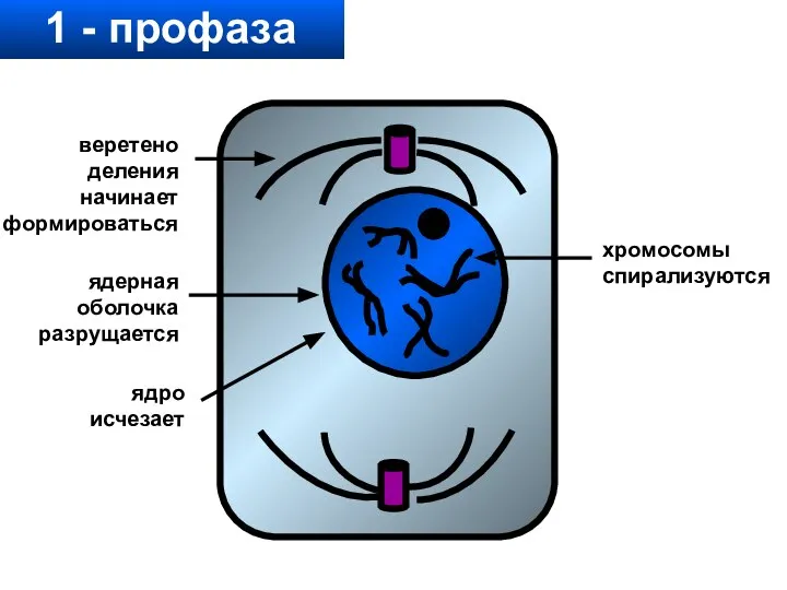 1 - профаза хромосомы спирализуются веретено деления начинает формироваться ядерная оболочка разрущается ядро исчезает