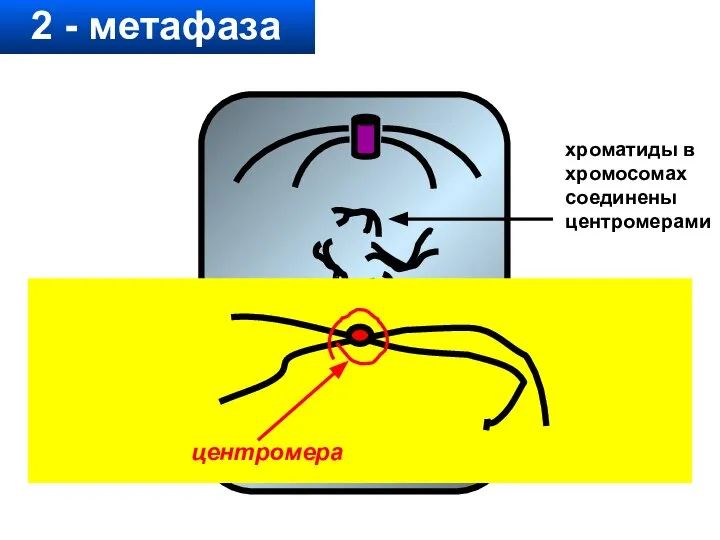 2 - метафаза хроматиды в хромосомах соединены центромерами центромера