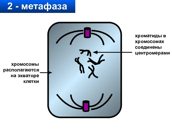 2 - метафаза хроматиды в хромосомах соединены центромерами хромосомы располагаются на экваторе клетки