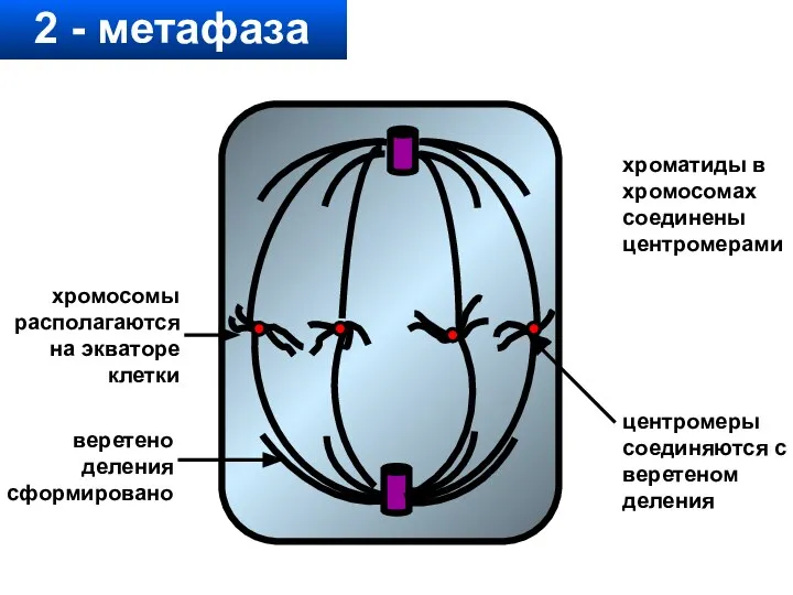 2 - метафаза хроматиды в хромосомах соединены центромерами веретено деления сформировано хромосомы