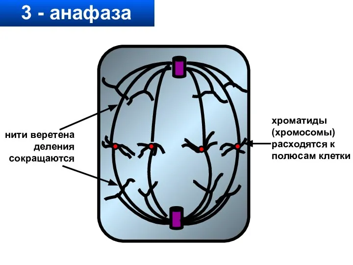 3 - анафаза хроматиды (хромосомы) расходятся к полюсам клетки нити веретена деления сокращаются