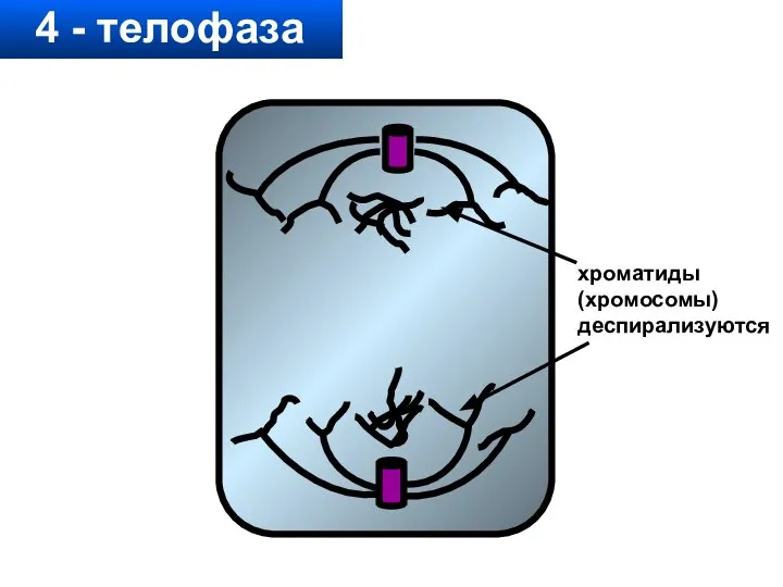 4 - телофаза хроматиды (хромосомы) деспирализуются