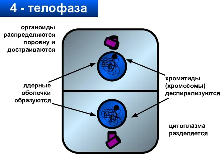 4 - телофаза хроматиды (хромосомы) деспирализуются ядерные оболочки образуются органоиды распределяются поровну и достраиваются цитоплазма разделяется