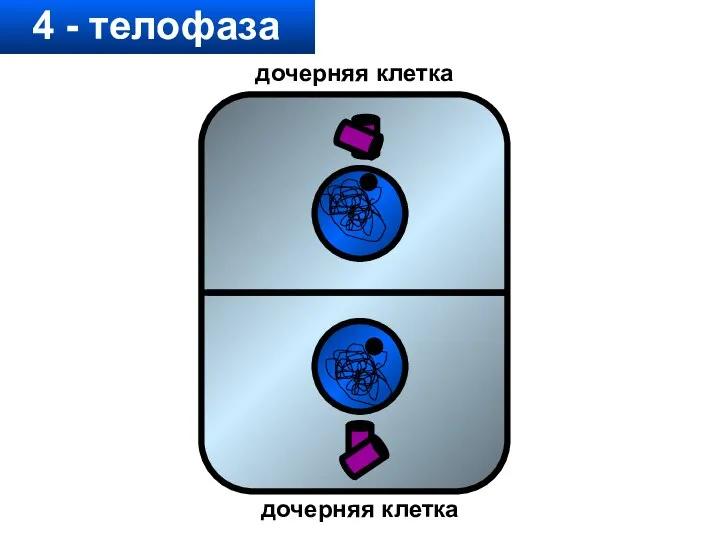 4 - телофаза дочерняя клетка дочерняя клетка