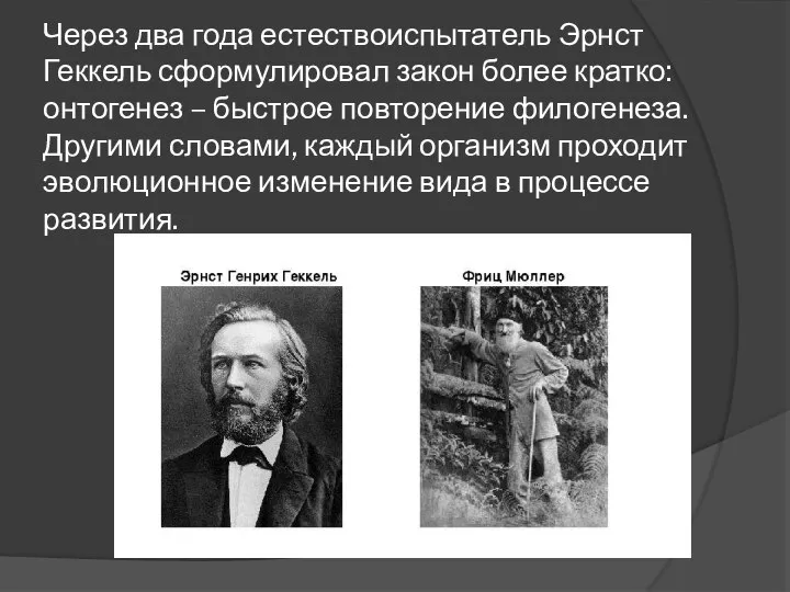 Через два года естествоиспытатель Эрнст Геккель сформулировал закон более кратко: онтогенез –